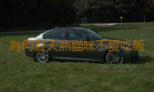 為何夏天熱貓咪不愛吃飯？