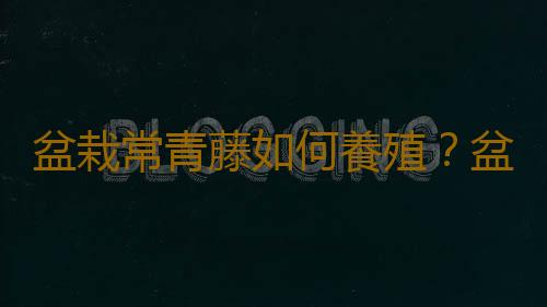 盆栽常青藤如何養殖？盆栽常青藤對土壤的要求