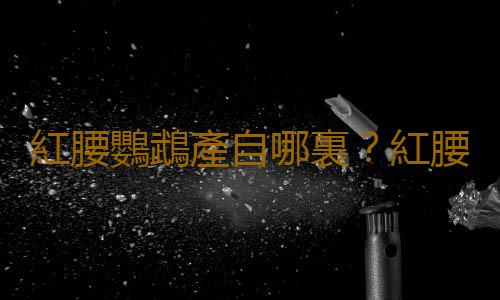 紅腰鸚鵡產自哪裏？紅腰鸚鵡的簡介