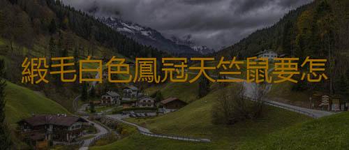 緞毛白色鳳冠天竺鼠要怎麽養？