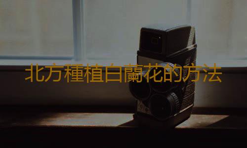 北方種植白蘭花的方法