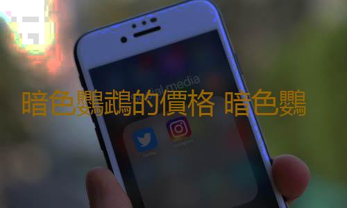 暗色鸚鵡的價格 暗色鸚鵡的簡介