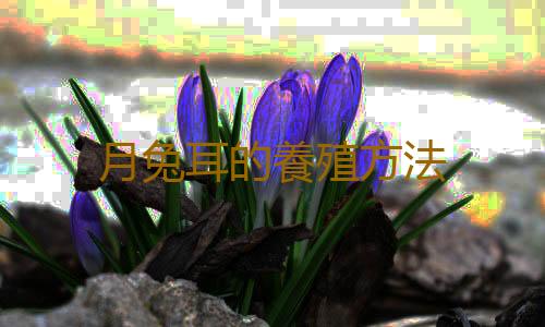 月兔耳的養殖方法