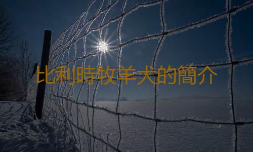 比利時牧羊犬的簡介