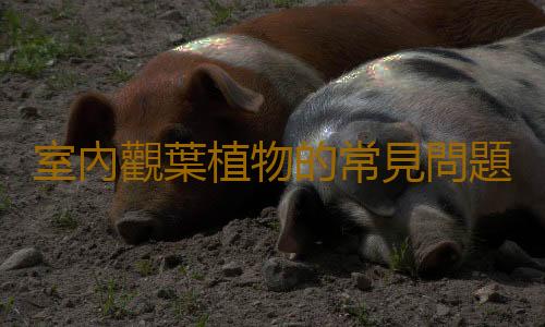 室內觀葉植物的常見問題診治