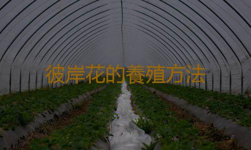 彼岸花的養殖方法
