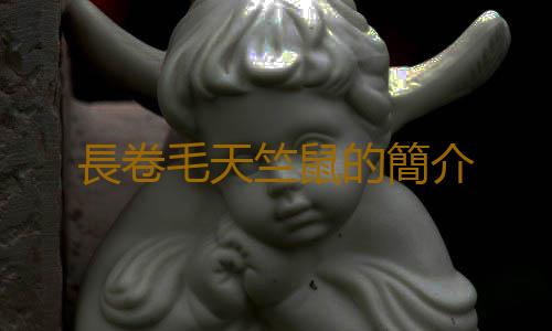 長卷毛天竺鼠的簡介