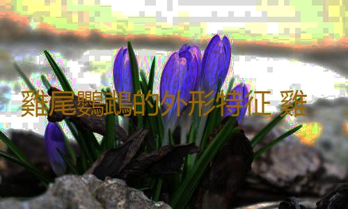 雞尾鸚鵡的外形特征 雞尾鸚鵡的簡介