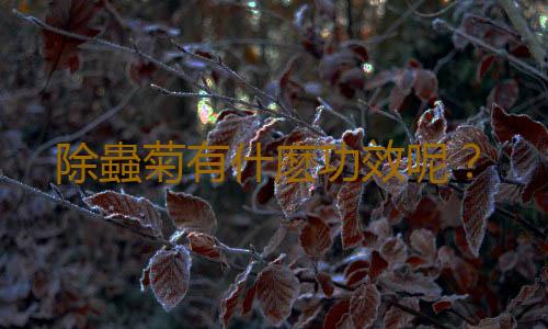 除蟲菊有什麽功效呢？