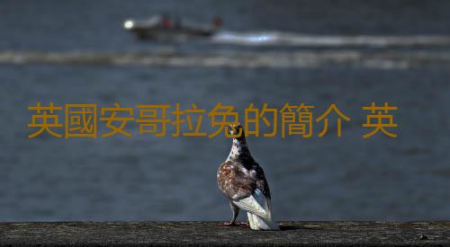 英國安哥拉兔的簡介 英國安哥拉兔是什麽？
