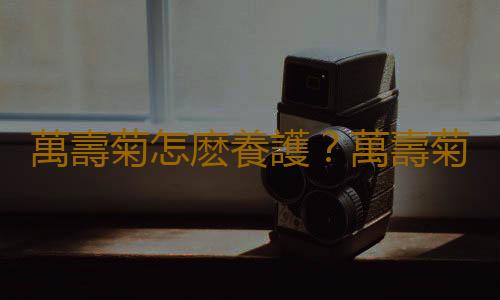 萬壽菊怎麽養護？萬壽菊的特征