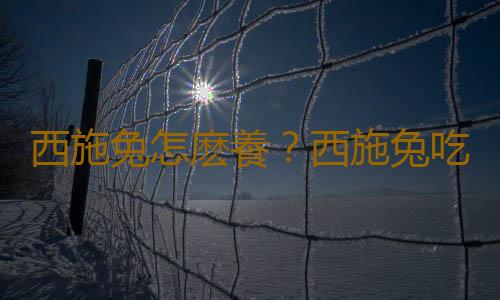 西施兔怎麽養？西施兔吃什麽？