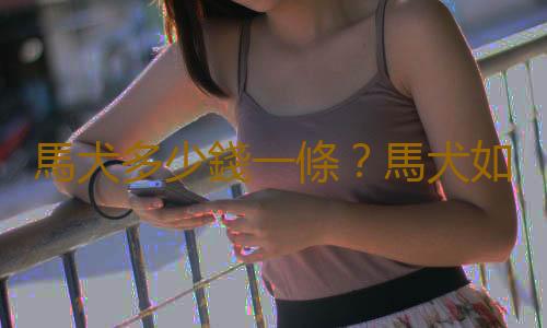 馬犬多少錢一條？馬犬如何喂養？