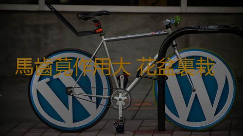 馬齒莧作用大 花盆裏栽一棵觀賞食用都不錯