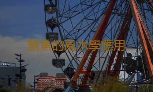 鼠魚的風水學應用